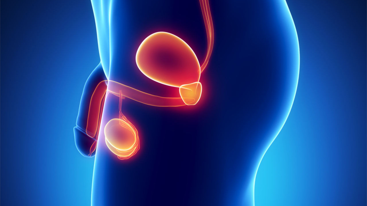 What is Normal Prostate Volume